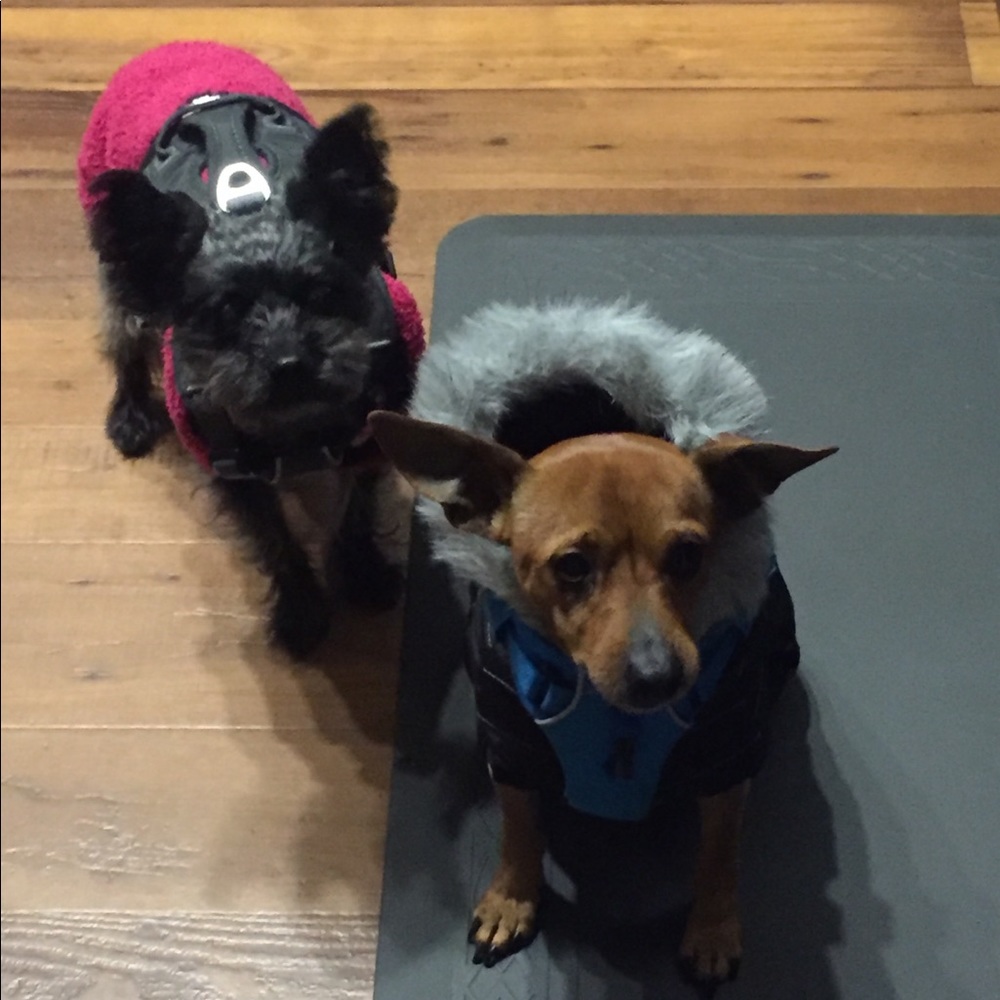 Meet your Posher, Diana a.